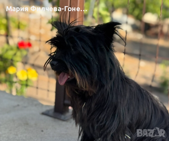 Мъжки Йоркширски териер  , снимка 1