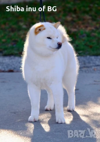 Шиба ину - верен приятел в игрите!, снимка 2 - Шиба ину - 50726336