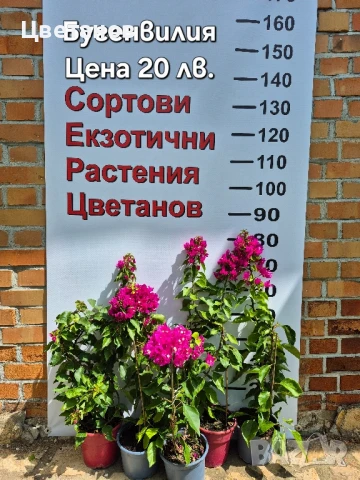 Бугенвилия