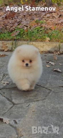 Померан,мини момченца с родословие!