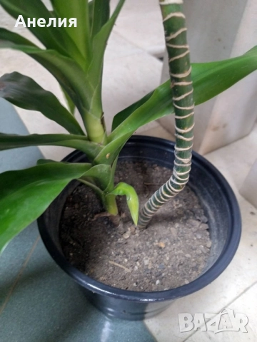 Драцена , снимка 2 - Стайни растения - 52519063