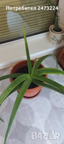 Алое вера големи растения, снимка 5 - Стайни растения - 50536888