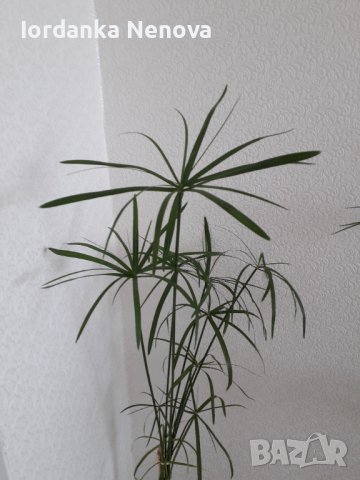 Циперус, снимка 2 - Стайни растения - 36957326