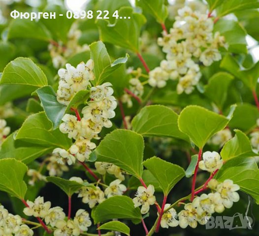Киви Actinidia arguta Issai - МИНИ КИВИ – малко познато и много вкусно!  , снимка 8 - Градински цветя и растения - 27492722