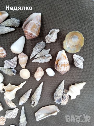 Колекция 45бр рапани и миди, снимка 5 - Колекции - 37179955