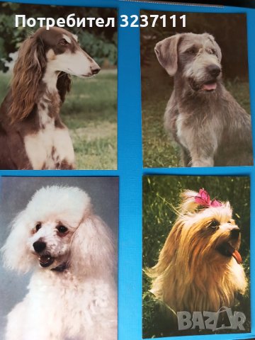 Кучета картички нови - лот 1, снимка 6 - Колекции - 39807204
