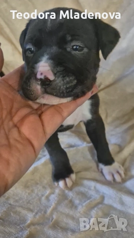 Продавам питбулчета, снимка 3 - Питбул - 53260879