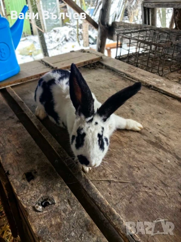 Продавам зайци заклани или живи, снимка 14 - Други животни - 48523941