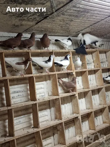 гълабите са за хвъркани от старите джинсове за информация на телефон 0895486622, снимка 12 - Гълъби - 48927741