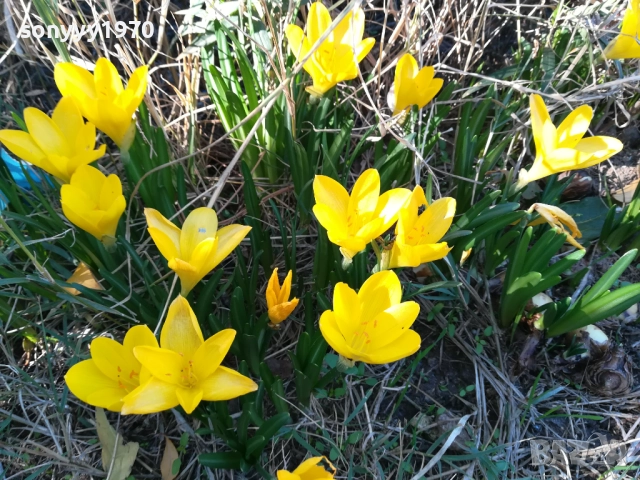 ГРЪМ ОТ ГРАДИНСКИ ЦВЕТЯ ЗА ЦЯЛА ЛЕХА 25ЛВ 1910251933, снимка 6 - Градински цветя и растения - 52109825