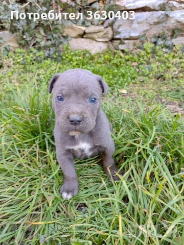 Кане Корсо сиви , снимка 4 - Кане корсо - 53402339