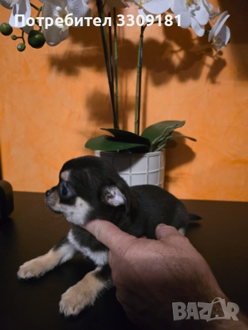 Чихуахуа , снимка 2 - Чихуахуа - 52391990