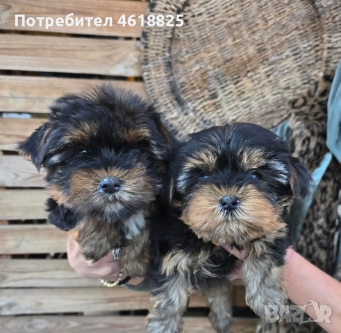 Йоркширски териери , снимка 9 - Йоркширски териер - 52773341