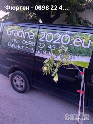 Хинап сорт „Ли“ (Li) ГИГАНСКИ В плододаваща възраст !!!, снимка 10 - Разсади - 37713586