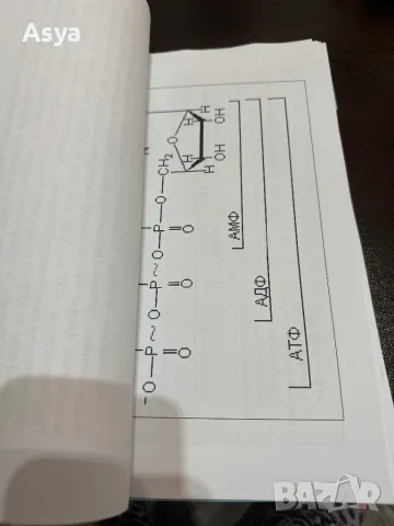 Лекция по метаболизъм и биоенергетика , снимка 9 - Специализирана литература - 47864852
