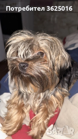 Мъжко Йорки за оплождане, снимка 2 - Йоркширски териер - 53306320