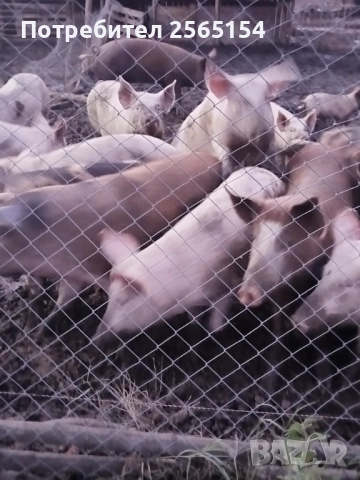 Прасета за коледа, снимка 2 - Прасета - 52750849