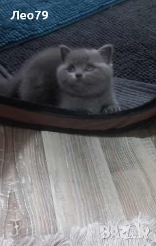 британска късокосместа 550лв , снимка 5 - Британска късокосместа - 52842750