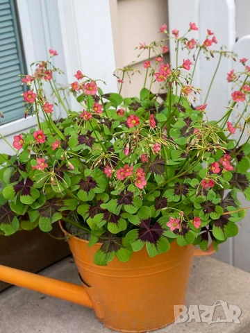 Оксалис Iron Cross , снимка 3 - Сортови семена и луковици - 53475229