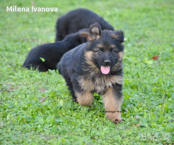 Легитимен развъдник разполага с кученца с дълъг косъм , снимка 5 - Немска овчарка - 52635144