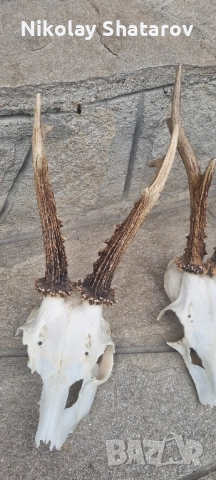 Трофеи от съръндак , снимка 5 - Декорация за дома - 51708247