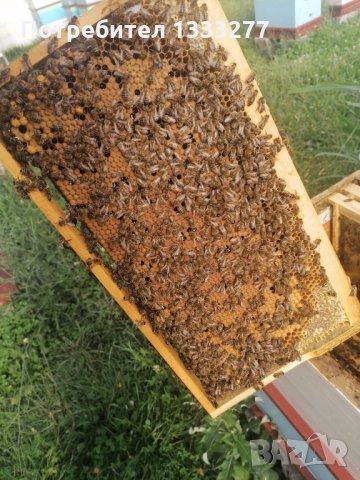 Пчелни Отводки 2024, снимка 2 - Други животни - 33415882