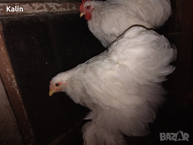 Продавам мини Кохин, снимка 3 - други­ - 51801851