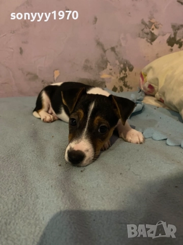 ДЖАК РЪСЕЛ БЕБЕТА 1210251006, снимка 2 - Джак ръсел териер - 52024674