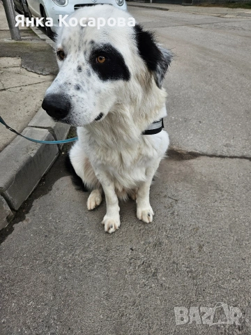 Младо куче търси своя дом!, снимка 11 - Други - 52008103