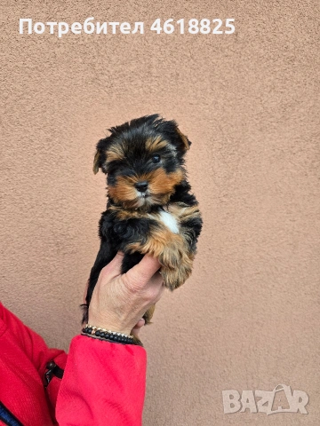 Йоркширски териери , снимка 7 - Йоркширски териер - 53303647