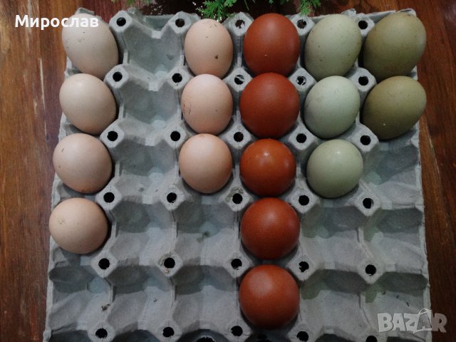 оплодени яйца, снимка 1 - други­ - 43930459