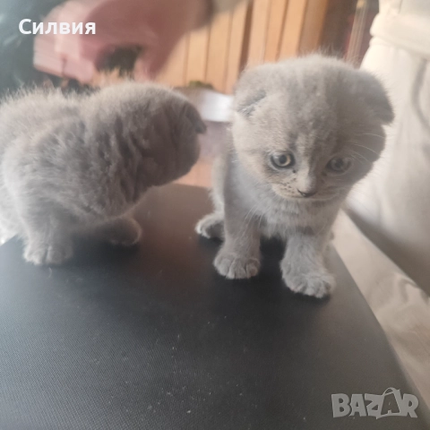 Котенце - шотландско клепоухо , снимка 3 - Други - 52655843