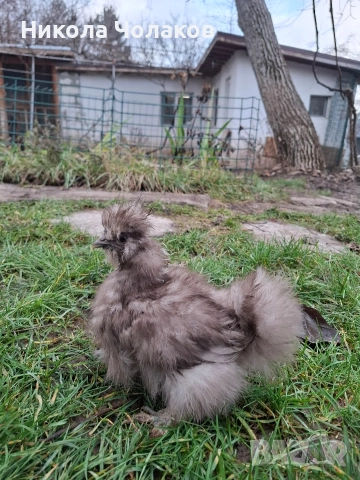 Американски копринки пилета 