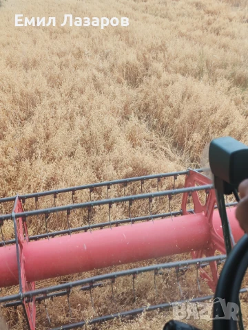 Жито и Овес кехлибар зимен, снимка 2 - За селскостопански - 51047767