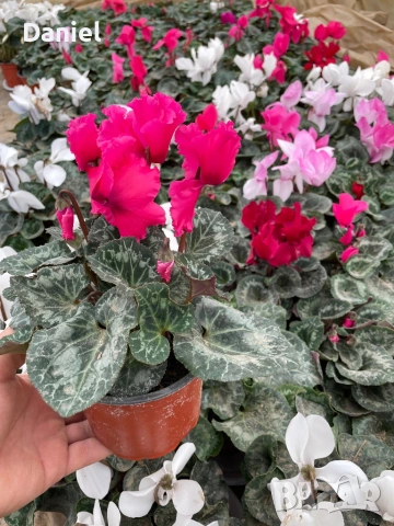 Циклама , снимка 3 - Градински цветя и растения - 53354452