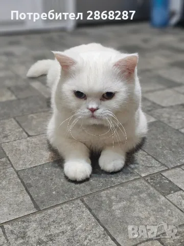 британец за разплод, снимка 2 - Британска късокосместа - 50420839