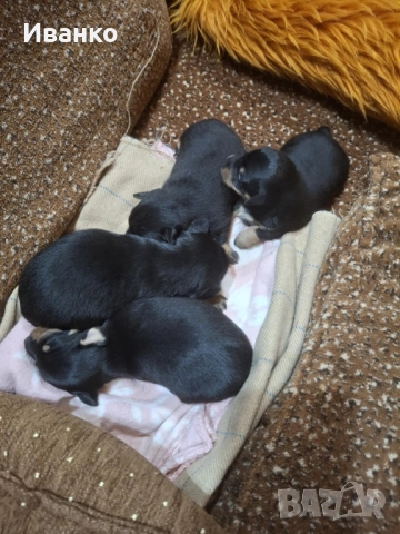 Кученца мини пинчер, снимка 2 - Пинчер - 52846872