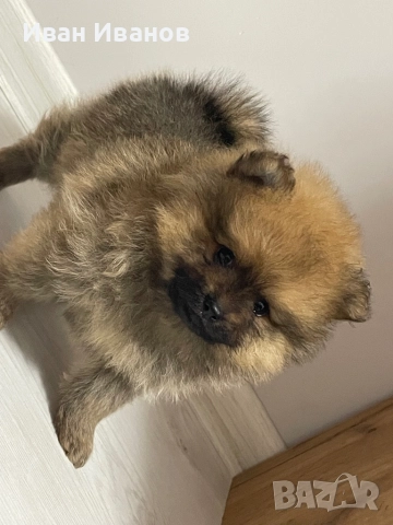 Померан, снимка 3 - Померан - 52564878