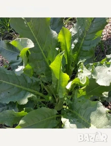 Лапад- свежи листа , цена 100 гр. 1 лев ., снимка 2 - Други - 49630566