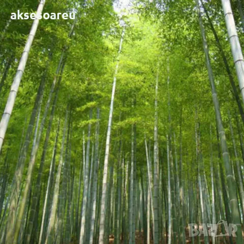 100 Семена от гигантски бамбук Moso Bambo градински горски декоративни растения за дома и двора бамб, снимка 18 - Сортови семена и луковици - 49827507