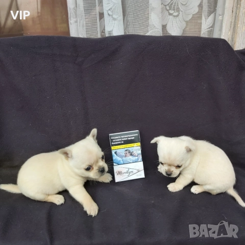 Продавам две бели чихуата, снимка 3 - Чихуахуа - 52678162