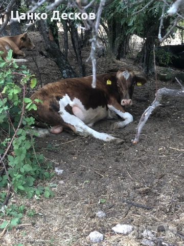 Стадо крави