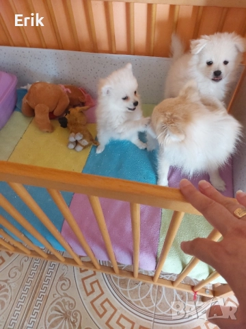 pomeranni kucenca mysko i jensko na 50dena , снимка 2 - Други животни - 52502815