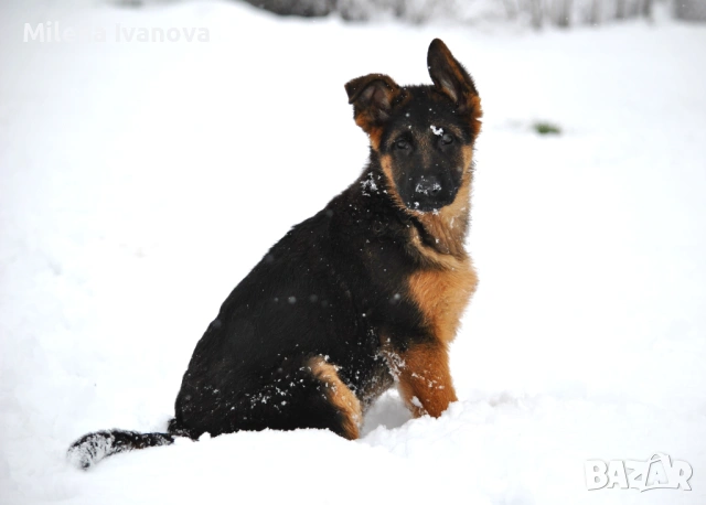 Немски овчарки с родословие 