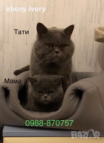 Мъжки късокосмест британски котарак предлага заплождане на женски , снимка 7 - Британска късокосместа - 53141990