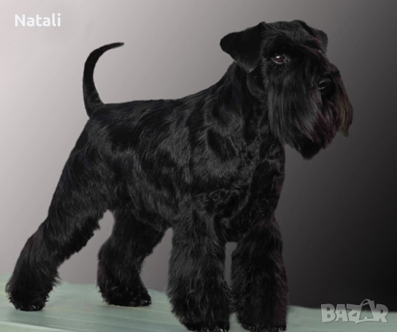 🐶 Малки съкровища търсят своя дом 🐾, снимка 12 - Други - 52828955