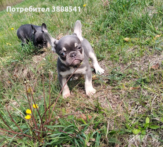 Елитни френски булдоци родени на 23.08., снимка 9 - Френски булдог - 43655613