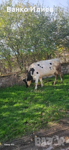 Свободни 6 редовни крави 