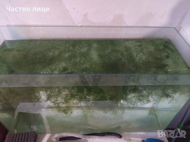 Роголистник за Аквариум , снимка 3 - Аквариуми - 51634385