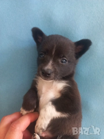 чихупинчери